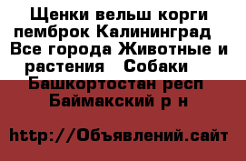 Щенки вельш корги пемброк Калининград - Все города Животные и растения » Собаки   . Башкортостан респ.,Баймакский р-н